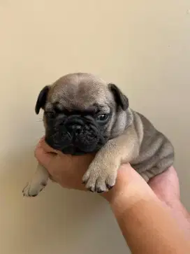 French bulldog jantan gemuk