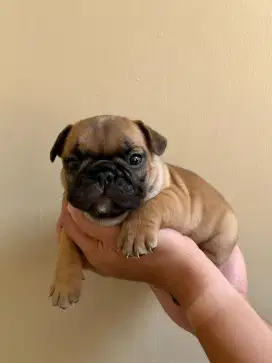 French bulldog gendut