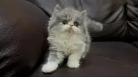 Kucing Persia Peaknose Kitten