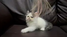 Kucing Persia Peaknose Kitten