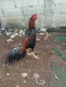 ayam bangkok mida