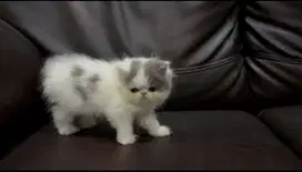 Kucing Persia Peaknose Kitten