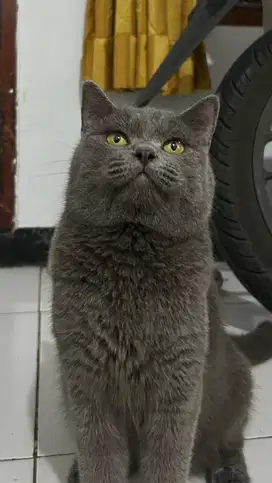 BSH shorthair blue