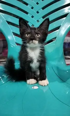 Pure Mainecoon jantan