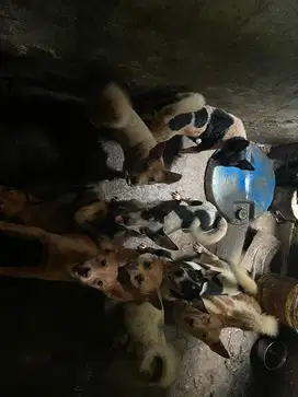 Jual anjing dewasa