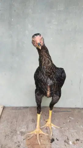 Jual sepanjang ayam elid