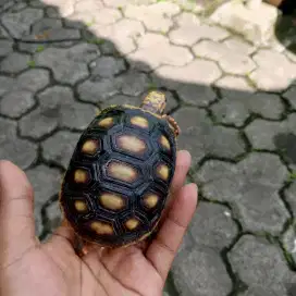 Redfoot 7,5 cm up sehat, mulus