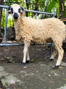 Kambing Qurban Bagusan