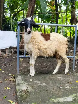 Kambing Qurban ekonimis