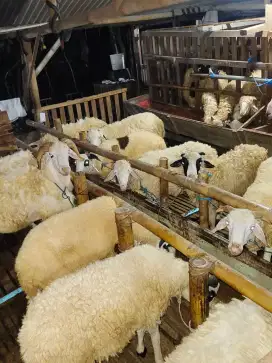 Kambing Qurban Sehat Bagus