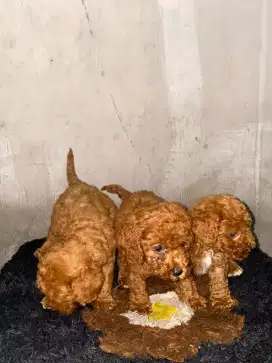 Anjing Poodle kitten