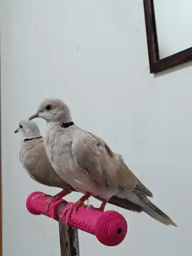 Burja Burung puter lokal pasangan jinak tuker tambah barter ajukan