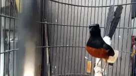 Burung murai medan