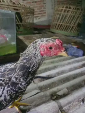 Ayam Bangkok mangon