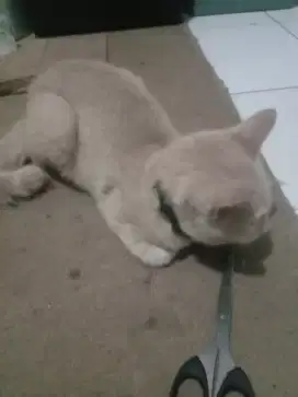 Lepas adop kitten