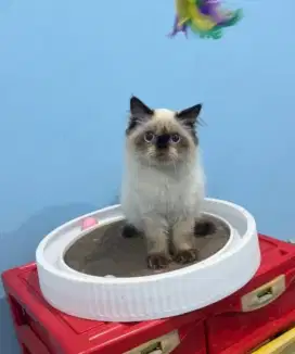 kitten ragdol jantan super fluffy abis