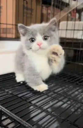 Kucing kitten munchkin british shorthair BSH