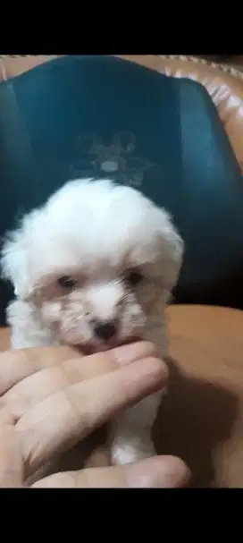 Poedel puppy . Jantan.