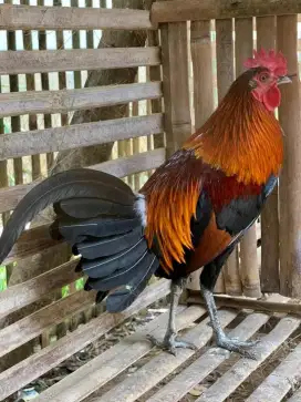 Ayam hutan merah jawa/kasintu muluss fresh alam