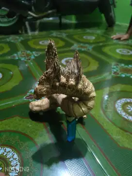 Bambu naga berkepala mahkota