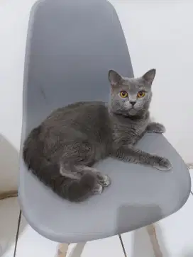 BSH British Short Hair blue jasa pacak kucing