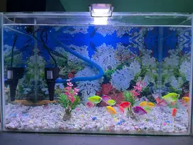 Aquarium Lengkap Sama Ikannya