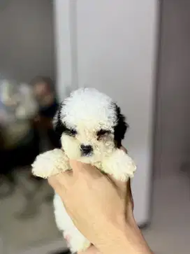 shipoo (shihtzu x poodle)