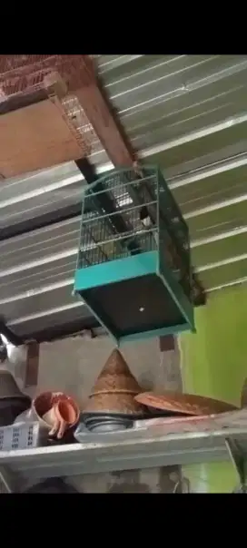 KANDANG MULUS NO 2 KRODONG GAMBAR