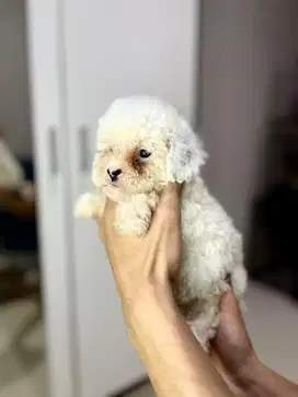 shipoo (shihtzu x poodle)