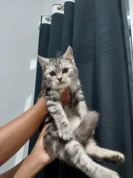 Bsh silver jantan