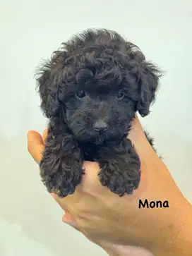 Toy Black Poodle