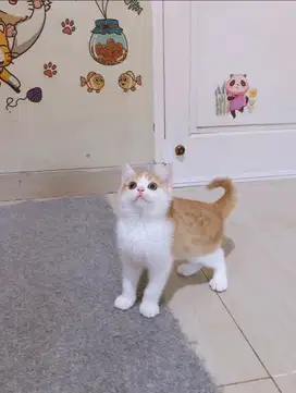 Kucing BSH Munchkin NS (Tidak Cebol)