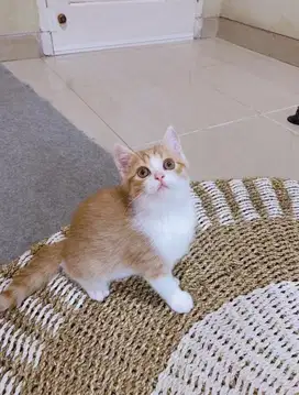 Kucing BSH Munchkin NS (Tidak cebol)