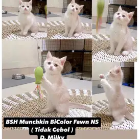 Kucing BSH Munchkin Bicolor Fawn NS ( Tidak Cebol )