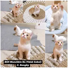 Kucing BSH Munchkin NS Red tabby ( tidak Cebol ) Oren Ras Terkuat