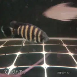Ikan 99 chiclid