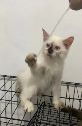 Persia mix Maine Coon Bulu Putih Mata Biru