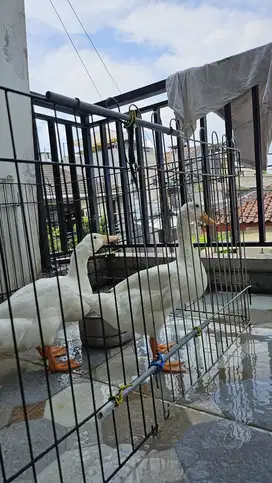 Bebek peking peliharaan 2 Ekor