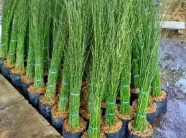 tanaman bambu air