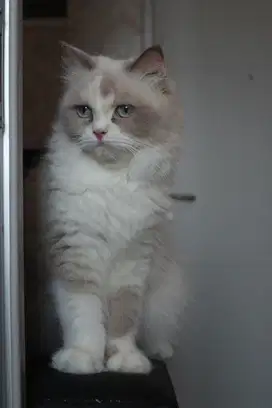 Kucing Ragdoll - Betina