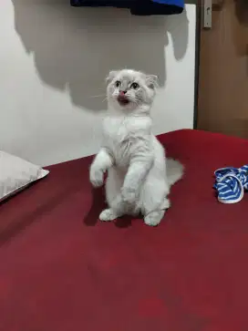 Kucing Scottish Fold Highland