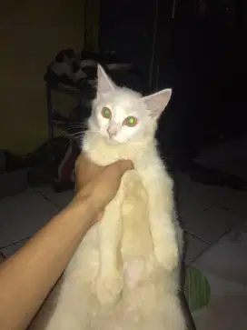 Kucing persia jantan 5 bulan