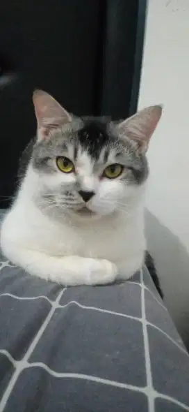 Lepas adopsi mix persia BSH