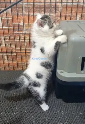 Kucing Persia Exotic Shorthair Jantan Harlequin 2 bulan