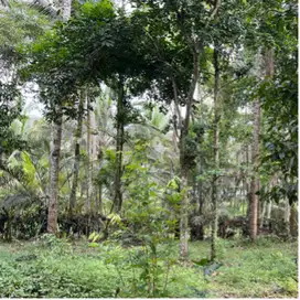 Di jual tanah kebun di pinggir jalan aspal sangat subur