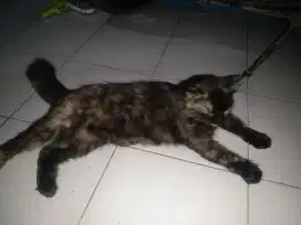 Kucing ras persilangan