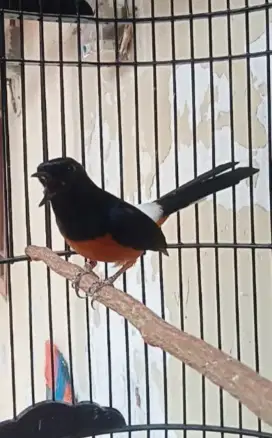 Burung murai gacor
