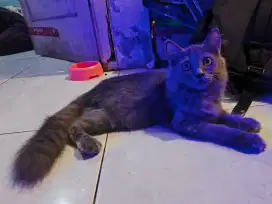 Kucing Munchkin NS Longhair