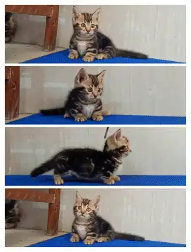 Kitten munchkin marble