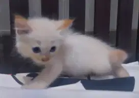 Kucing Persia, Mata Biru